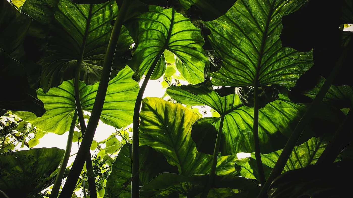 Tropical leaf canopy in soft light
